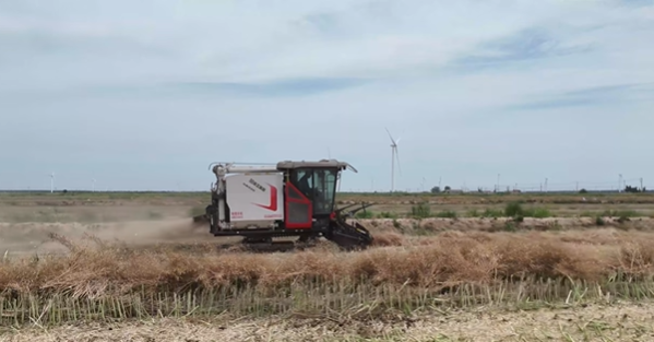 XR720 履带式谷物联合收割机助力盐城农场收割