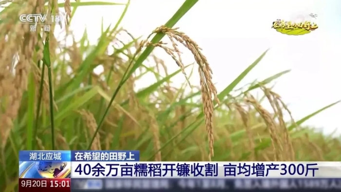 央视聚焦！j9九游会老哥俱乐部交流区这台“收稻神器”刷屏湖北田野